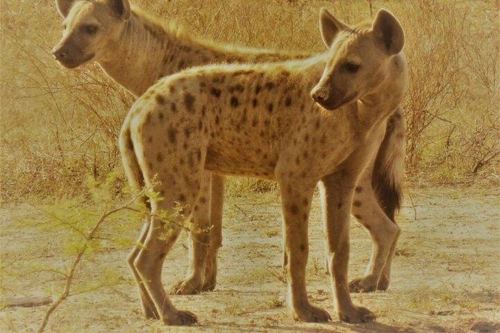 3 Days Selous Game Reserve Adventure (flyv ind)