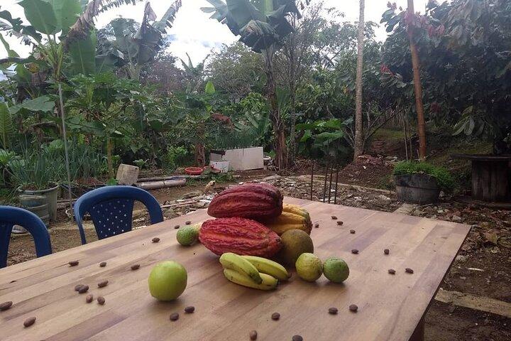 Cacao Tour de Medellín