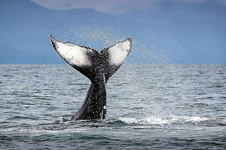 Los Cabos Aventura de observação de baleias e snorkel com comida e bebidas