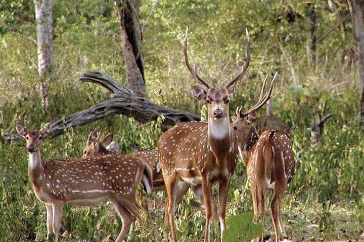Safari im Tadoba-Nationalpark: Wildnisgebrüll aus Nagpur