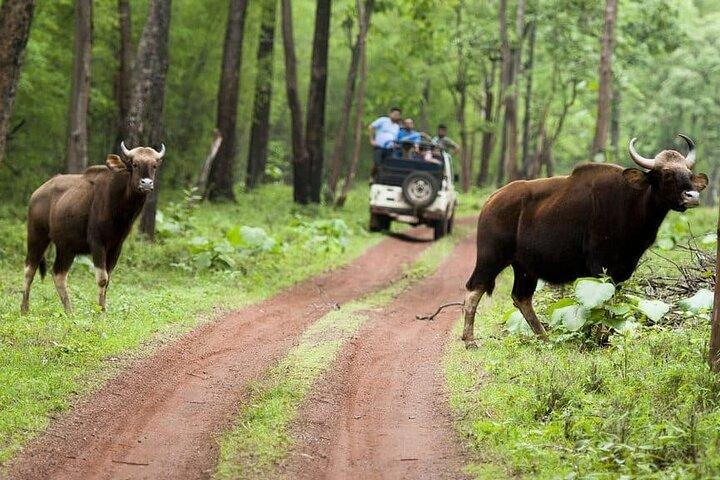 Safari im Tadoba-Nationalpark: Wildnisgebrüll aus Nagpur