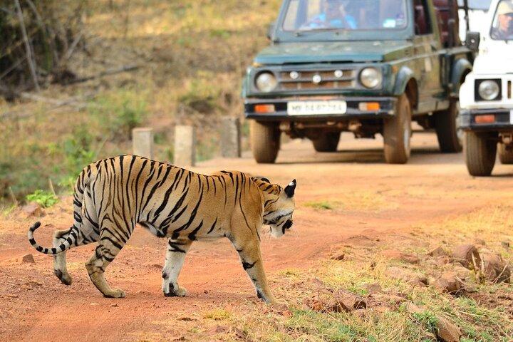 Safari im Tadoba-Nationalpark: Wildnisgebrüll aus Nagpur