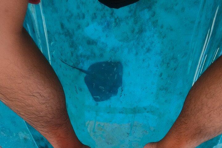 Clear Kayak, Sea Scooters Aventure