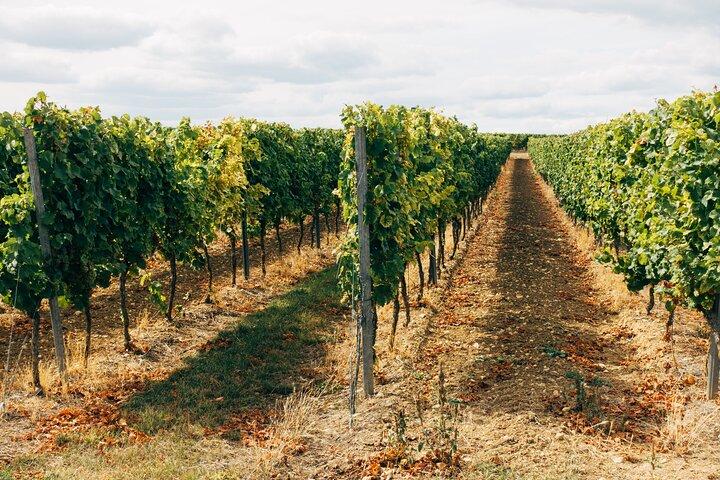 Full-Day Toledo Wineries Tour vanuit Madrid met hotelovername