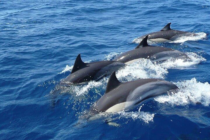 Whale Watching & Turtle Hatchery Tour fra Gall