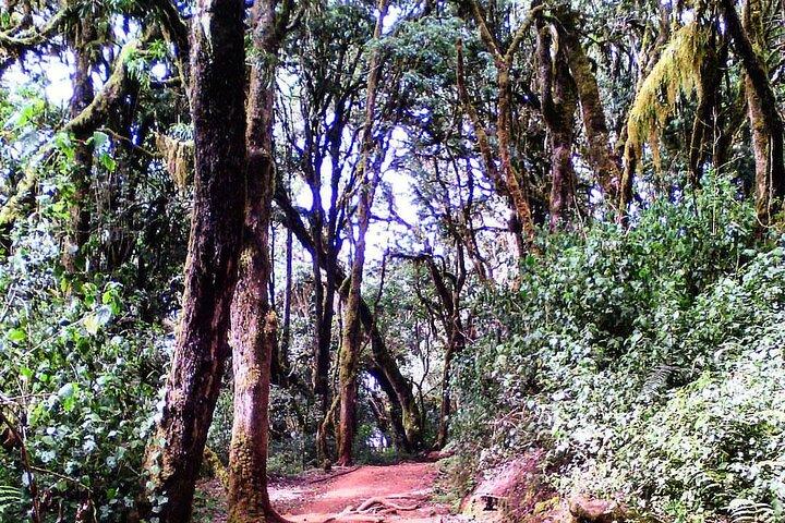Mount Kilimanjaro 5-dages Marangu-rute (ældste, nemmeste og veletablerede)