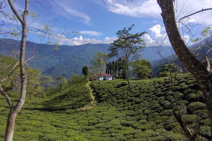 Día de los recolectores de té