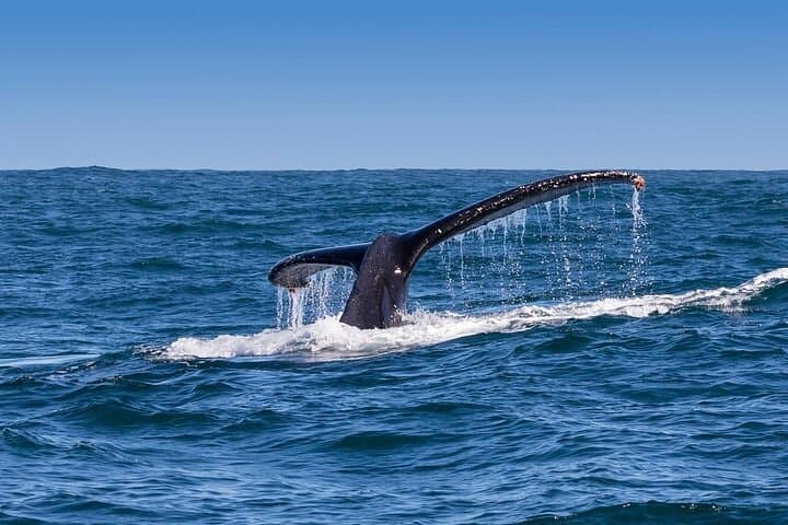 Full-Day Whale Watching and Wine Region Experience from Cape Town