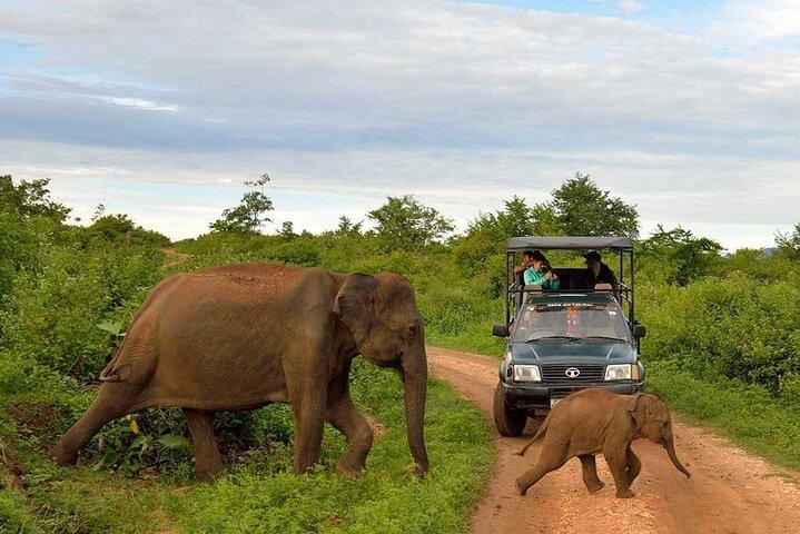 Excursion d'une journée à Udawalawa Safari Plus Elephant Transit Home