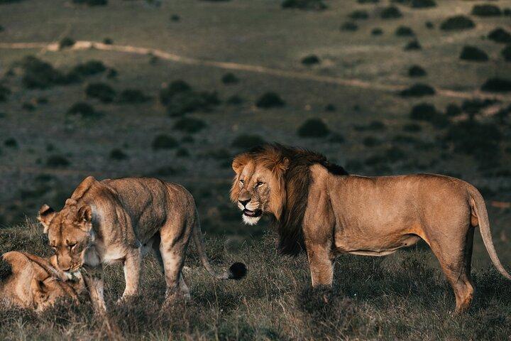 7 jours de safari animalier le meilleur du Kenya