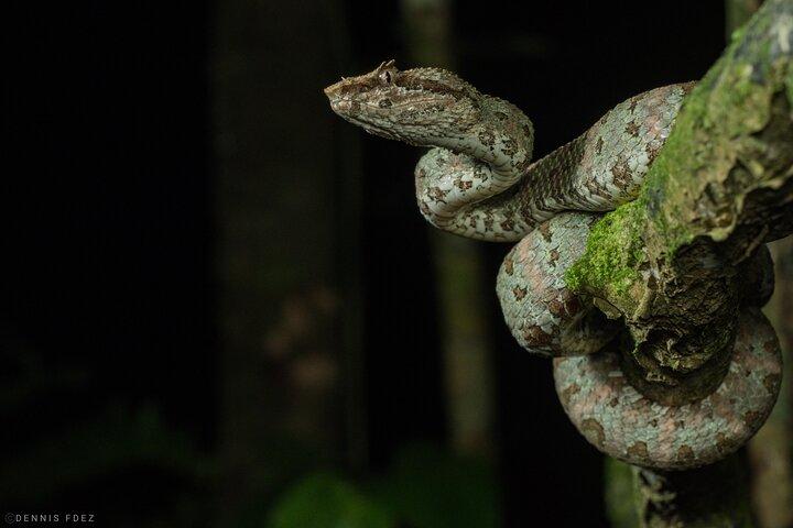 Nachtwanderung im Wildlife Refuge Monteverde