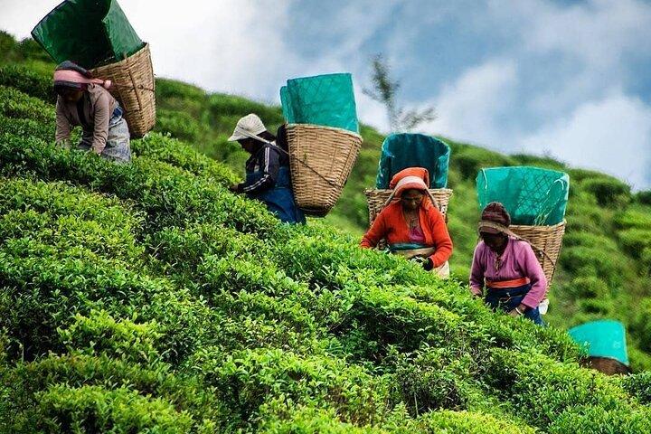 Tea Fields & Factory Tour