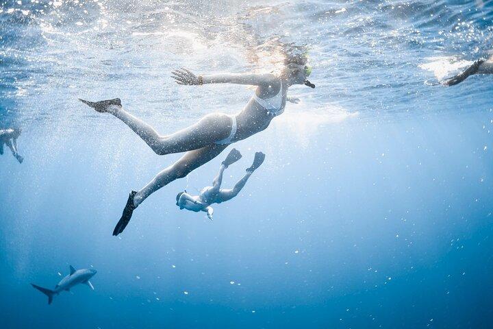 Oahu Open Water Haai Duikervaring