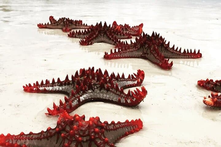 Starfish Adventure; Blue Lagoon; The Rock; Kuza Cave, Salaam Cave