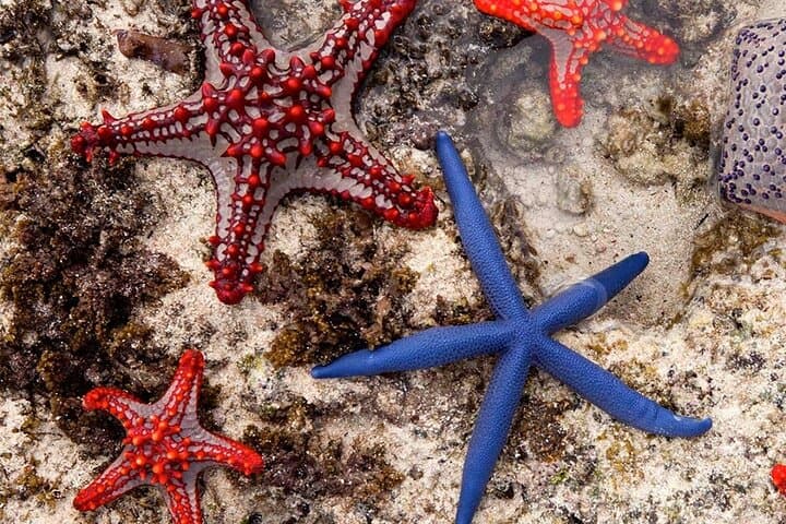 Starfish Adventure; The Rock; Paje Beach; Kuza Cave; Salaam Cave