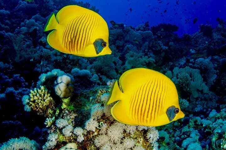 Mnemba Island Snorkeling; Jozani Forest Tour; Kuza Cave; Paje Beach; The Rock