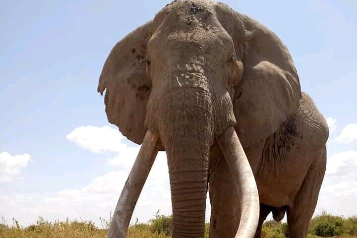 Nairobi: Amboseli National Park Day Trip Sunrise Safari