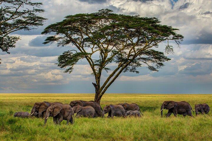 Experiencia de camping safari de varios días en Arusha