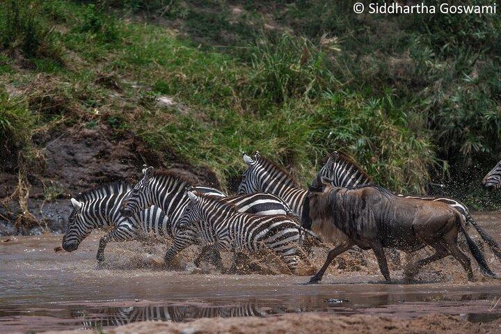 5 dagar Masai Mara Gnu migrationssafari