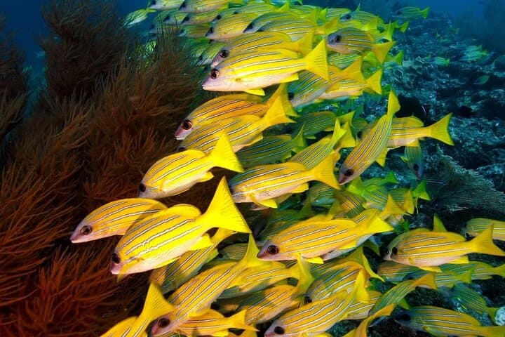 Mnemba Island Snorkeling; Jozani Forest Tour; Kuza Cave; Paje Beach; The Rock