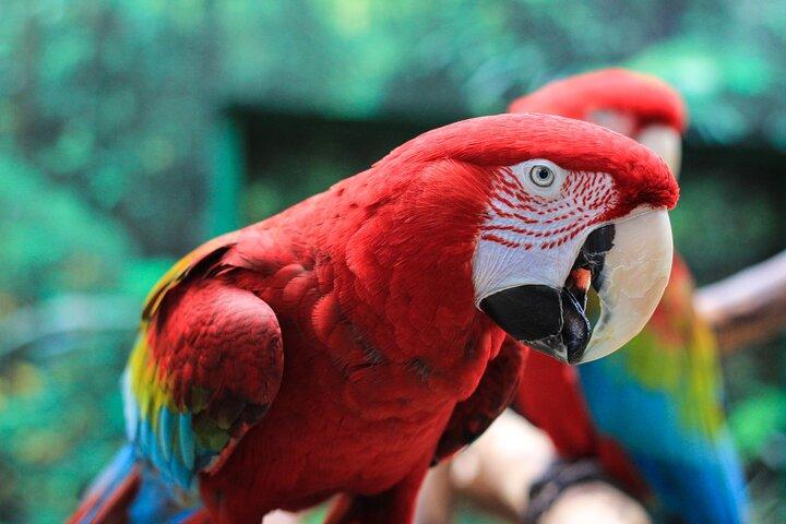 Bloedel Conservatory Adgangsbillet