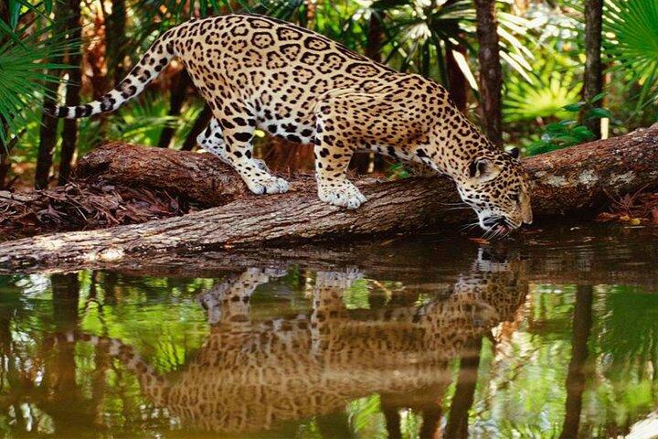 4-daagse jungle van het Peruaanse natuurreservaat Tambopata