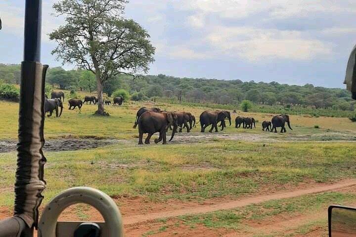 Safari Game Drive in Zambezi National Park
