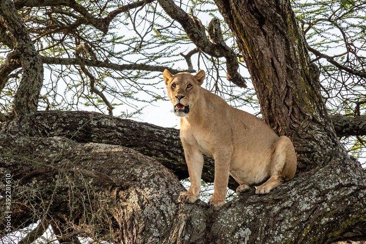 4 - Dagsutflykt till Serengeti