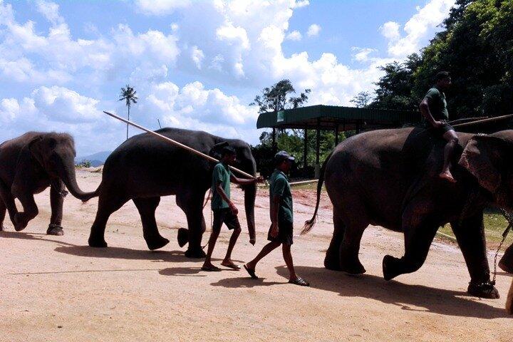 SriLanka Private 5Days Tour friendly autista e veicolo con e senza Hotel HB