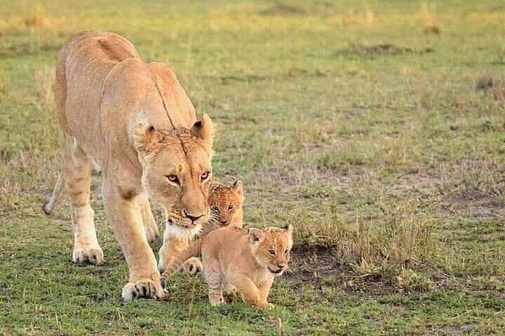 5 dagars Wildlife Midrange Safari till Tarangire, Serengeti, Ngorongoro och Manyara