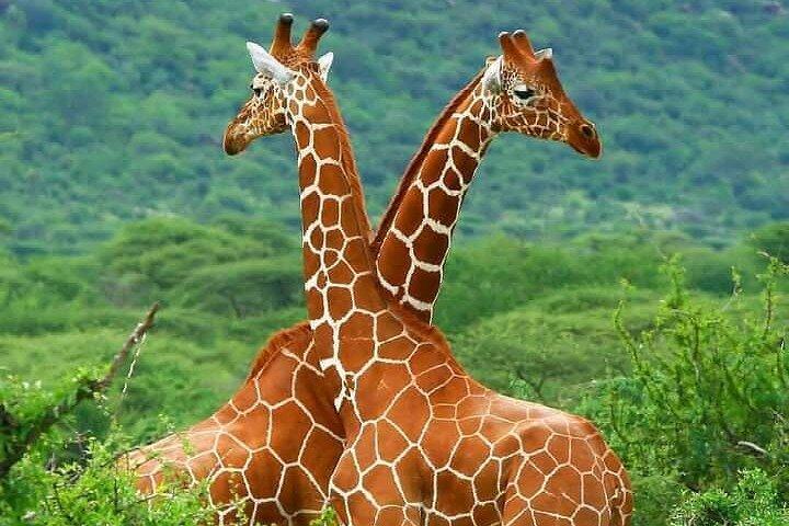 5 dagars Wildlife Midrange Safari till Tarangire, Serengeti, Ngorongoro och Manyara