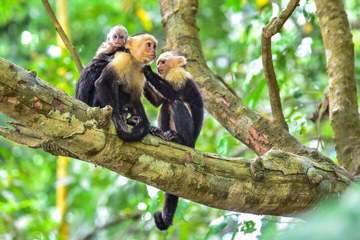 Pendeldienst van Manuel Antonio naar de luchthaven van San Jose