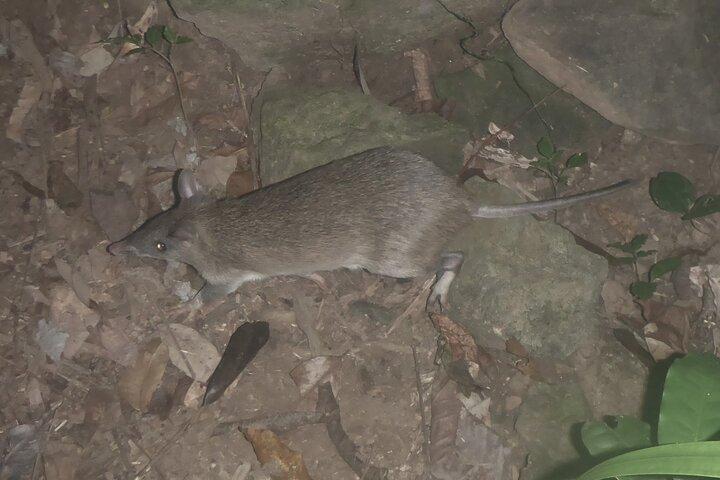 Familiennachtwanderung im tropischen Regenwald in Daintree
