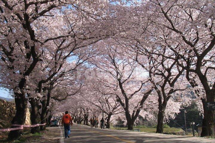 Full-day Hadong, Gwangyang, Cherry blossom, Green Tea Fields Private Tour