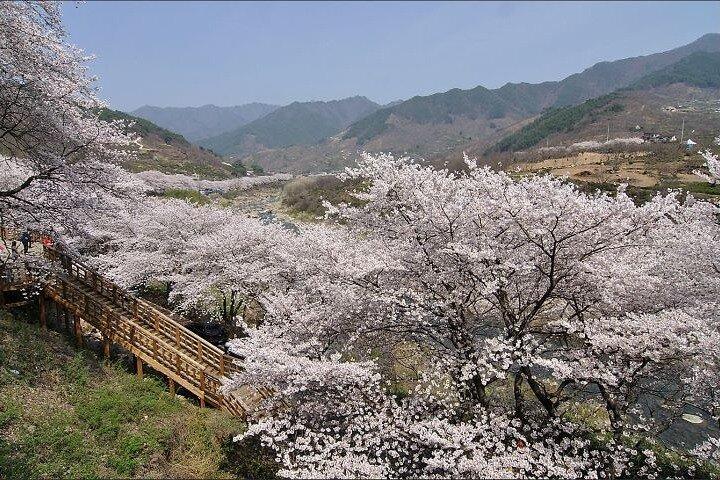 Full-day Hadong, Gwangyang, Cherry blossom, Green Tea Fields Private Tour