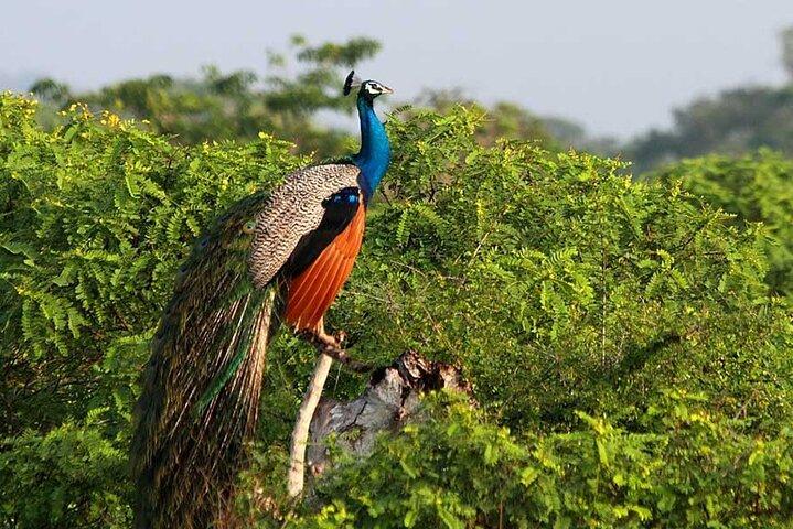 2 Tage Doppelsafari (Yala & Udawalawe) - All Inclusive