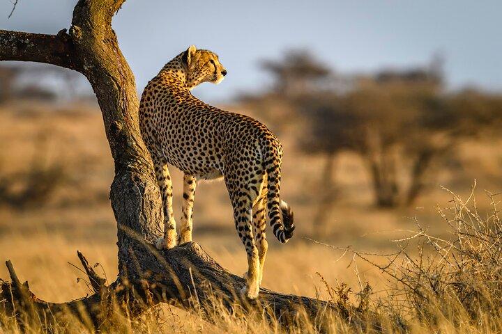 8 dages privat safari i Serengeti-tur