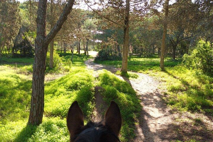 アルガルヴェ - ポルティマンでの独占乗馬 (経験不要)
