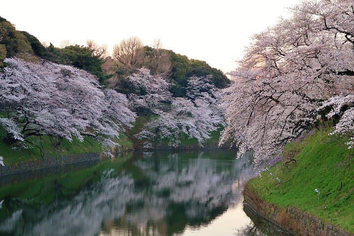Cherry Blossom Tour in Tokyo by Private Vehicle