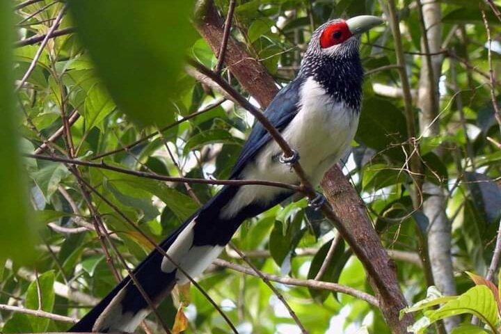 Sinharaja Rain Forest Bird Watching Guidet privat tur