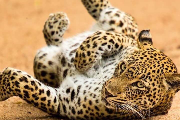 4 Days Masai Mara and Lake Nakuru Safari