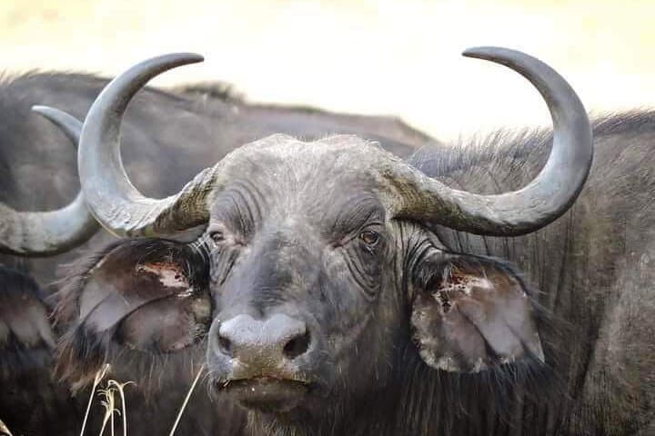 4 Days Masai Mara and Lake Nakuru Safari