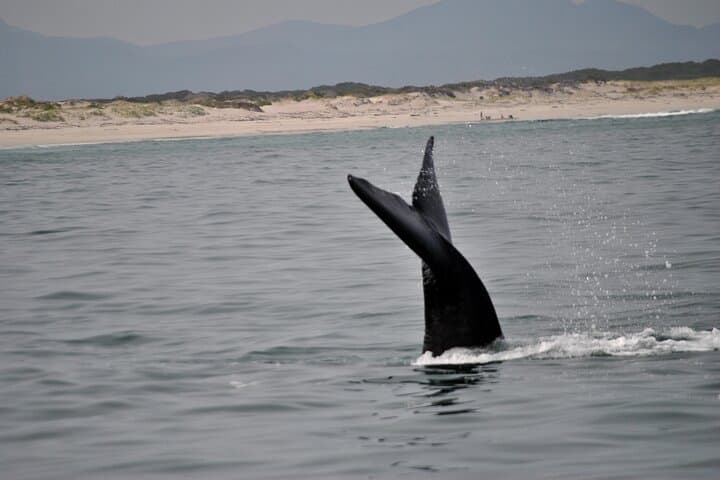 Hermanus Whales and Wine Full Day Private Tour