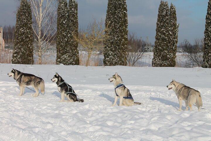 Husky Dog Sledding Tour fra Riga