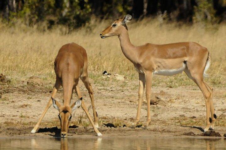 3 timers Chobe Game Drive Safari, Botswana
