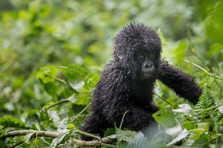 Privat 3-dages Gorilla Trekking Safari i Uganda