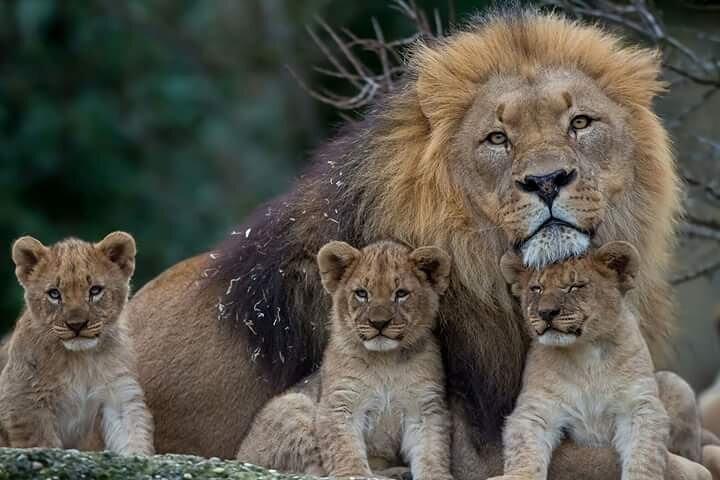4-Days Safari Adventure in Masai Mara and Lake Nakuru