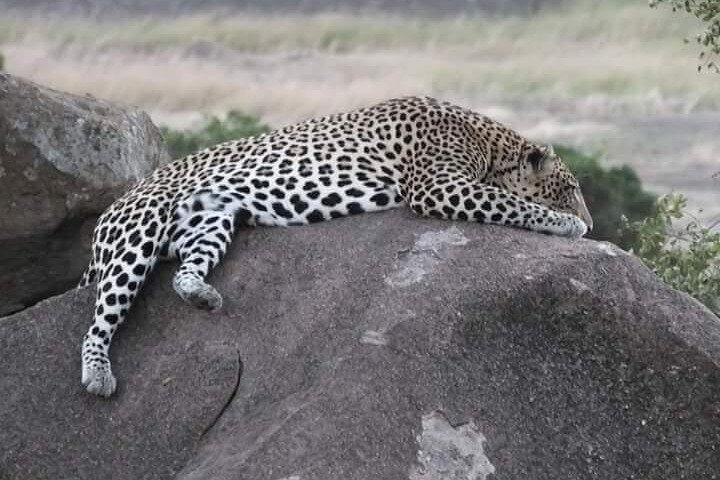 4-Days Safari Adventure in Masai Mara and Lake Nakuru