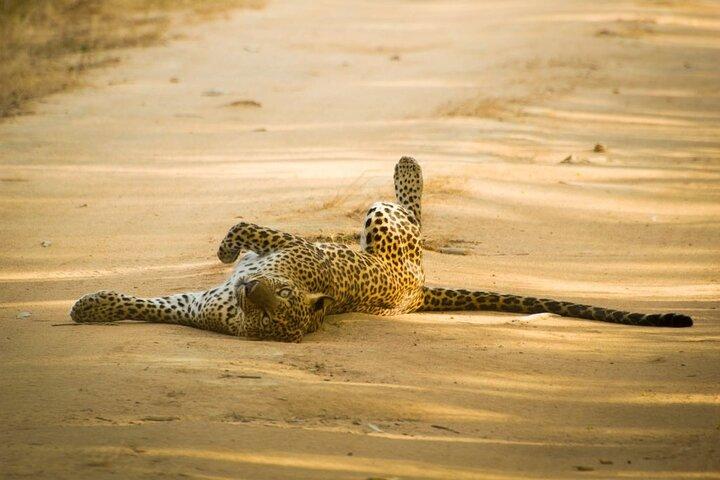 Sri Lanka Leopardos e Elefantes Safari Yala e Udawalawe