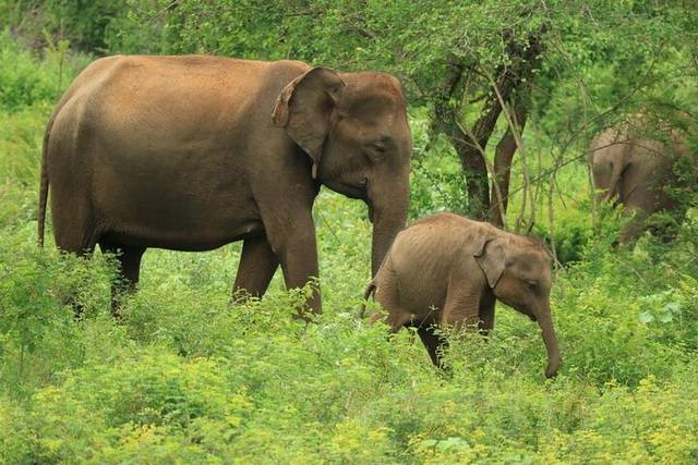 Yala Safari